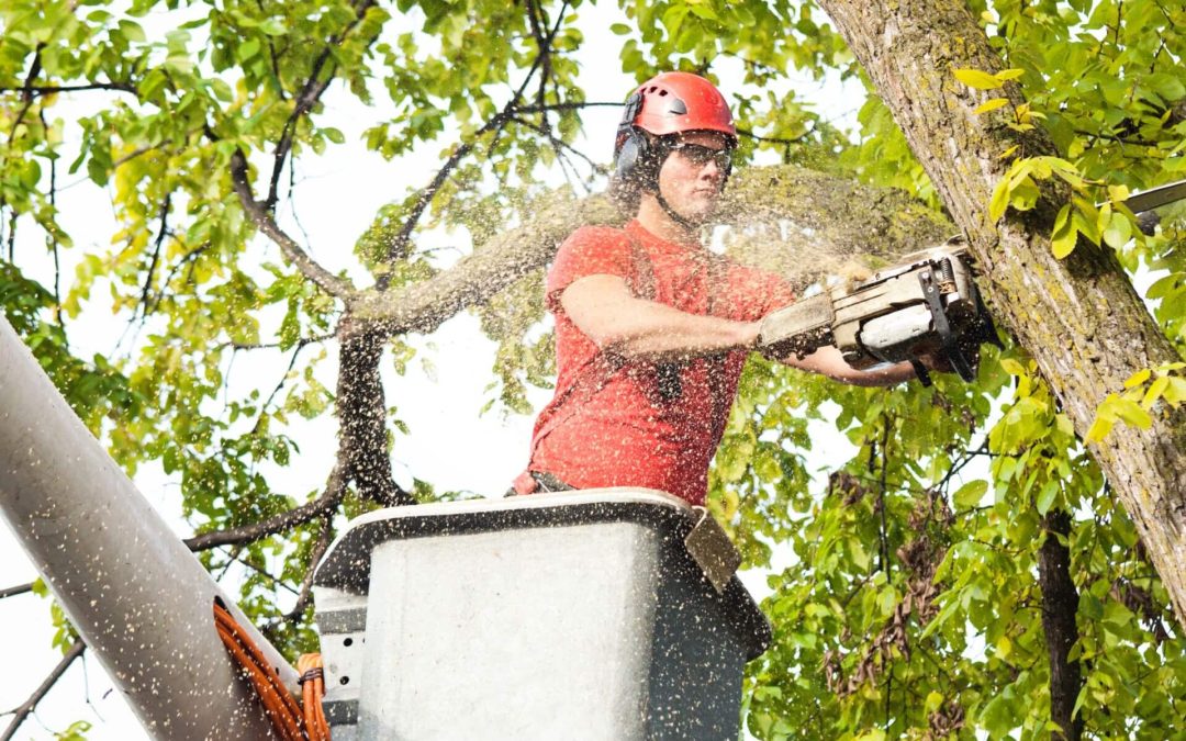 Tree Trimming: Why It Matters