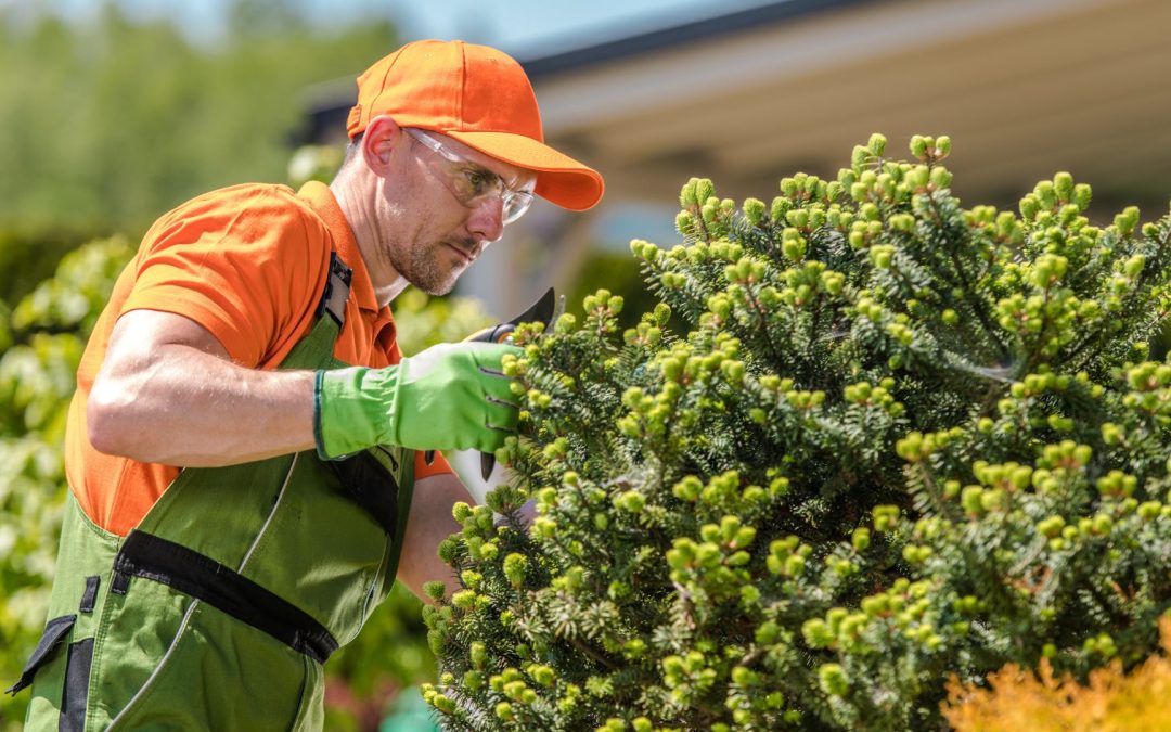 The Tempting Benefits Of Tree Trimming