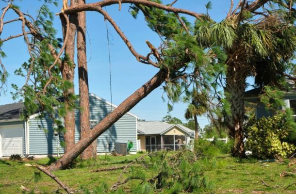 Emergency-Tree-Removal-in-Farmington-Hills-Michigan