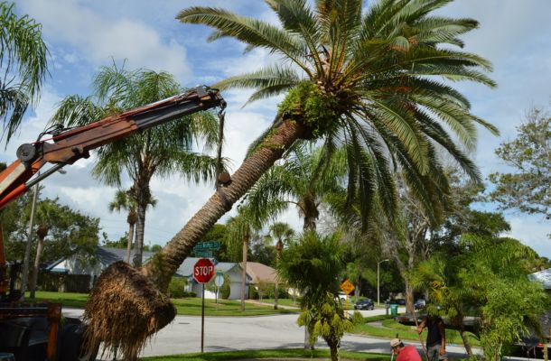 Palm-Tree-Removal-in-Farmington-Hills-Michigan