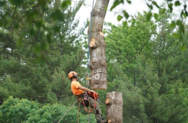 Top-Notch-Tree-Services-In-Farmington-Hills-Michigan
